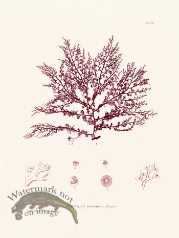 Bradbury Seaweed 008